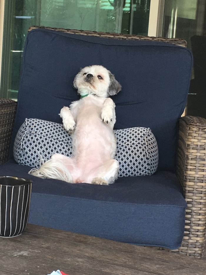 Share Photos Of Your Dogs Acting Like Humans Share Photos Of Your Dogs Acting Like Humans