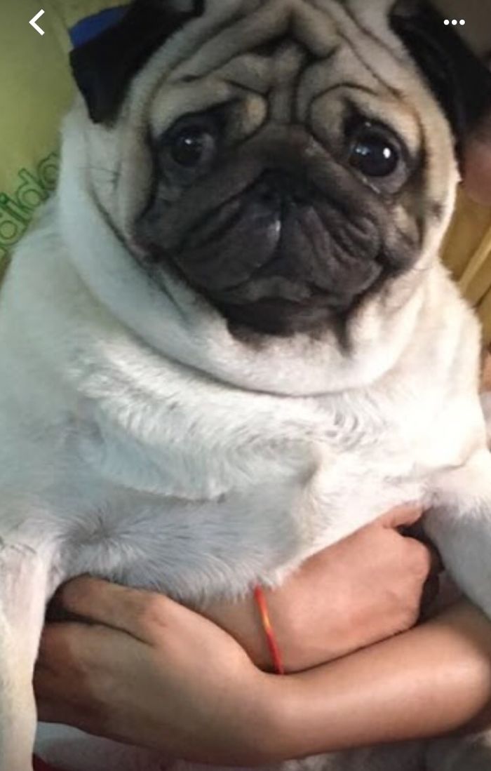 Share Photos Of Your Dogs Acting Like Humans Share Photos Of Your Dogs Acting Like Humans