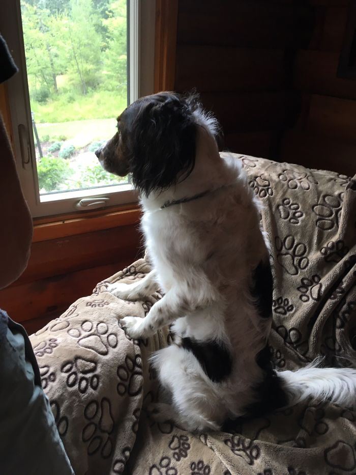 Share Photos Of Your Dogs Acting Like Humans Share Photos Of Your Dogs Acting Like Humans