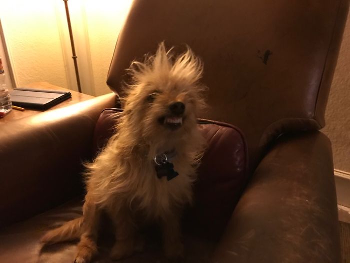 Share Photos Of Your Dogs Acting Like Humans Share Photos Of Your Dogs Acting Like Humans