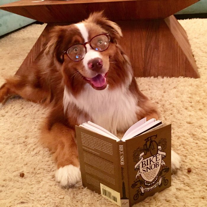 Share Photos Of Your Dogs Acting Like Humans Share Photos Of Your Dogs Acting Like Humans