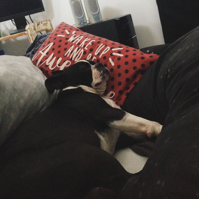 Share Photos Of Your Dogs Acting Like Humans Share Photos Of Your Dogs Acting Like Humans