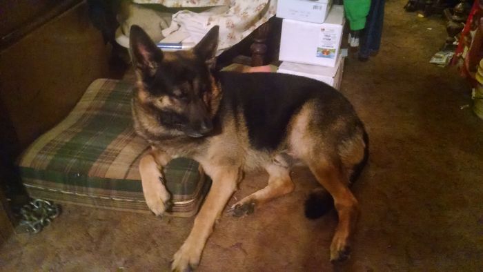 Share Photos Of Your Dogs Acting Like Humans Share Photos Of Your Dogs Acting Like Humans