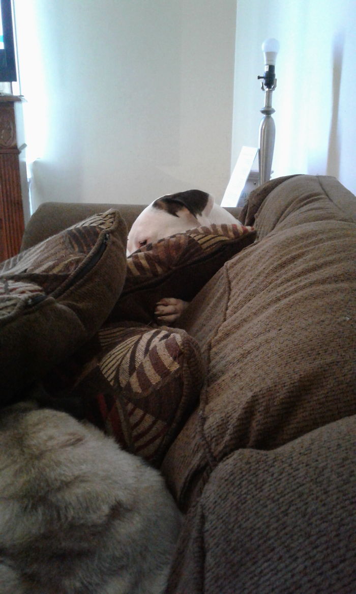 Share Photos Of Your Dogs Acting Like Humans Share Photos Of Your Dogs Acting Like Humans