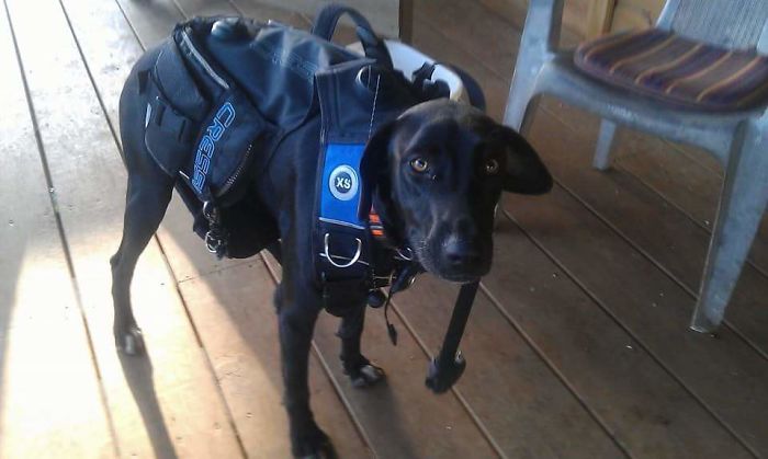 Share Photos Of Your Dogs Acting Like Humans Share Photos Of Your Dogs Acting Like Humans