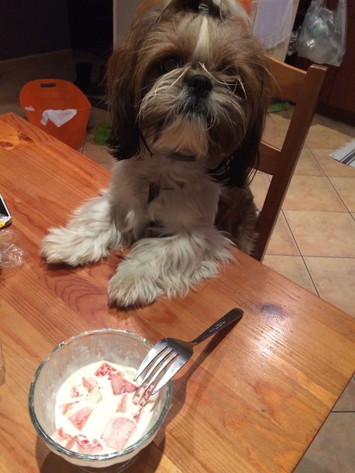 Share Photos Of Your Dogs Acting Like Humans Share Photos Of Your Dogs Acting Like Humans