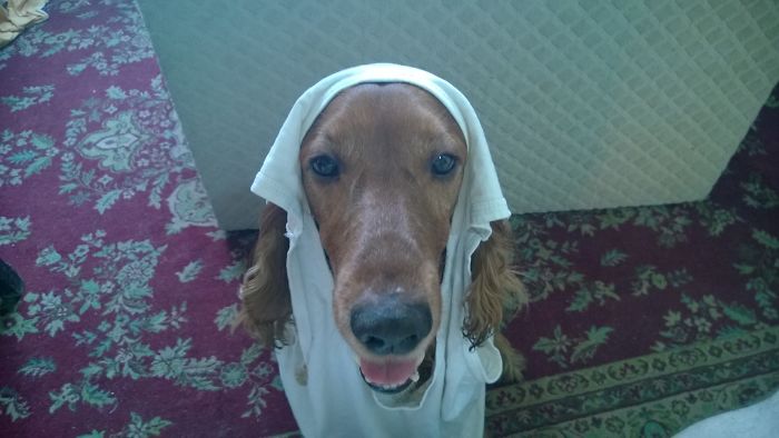 Share Photos Of Your Dogs Acting Like Humans Share Photos Of Your Dogs Acting Like Humans