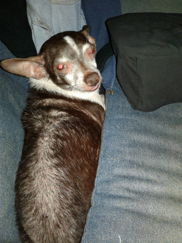 Share Photos Of Your Dogs Acting Like Humans Share Photos Of Your Dogs Acting Like Humans