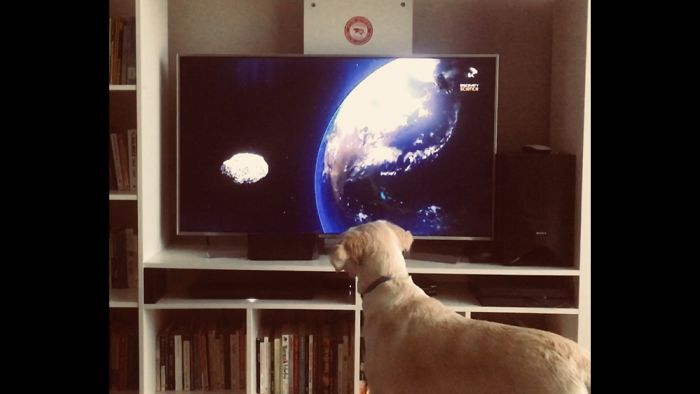 Share Photos Of Your Dogs Acting Like Humans Share Photos Of Your Dogs Acting Like Humans