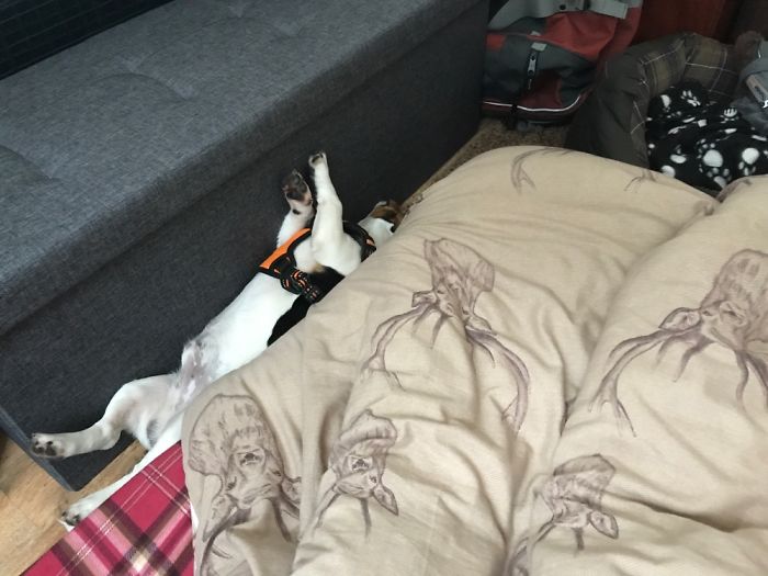 Share Photos Of Your Dogs Acting Like Humans Share Photos Of Your Dogs Acting Like Humans