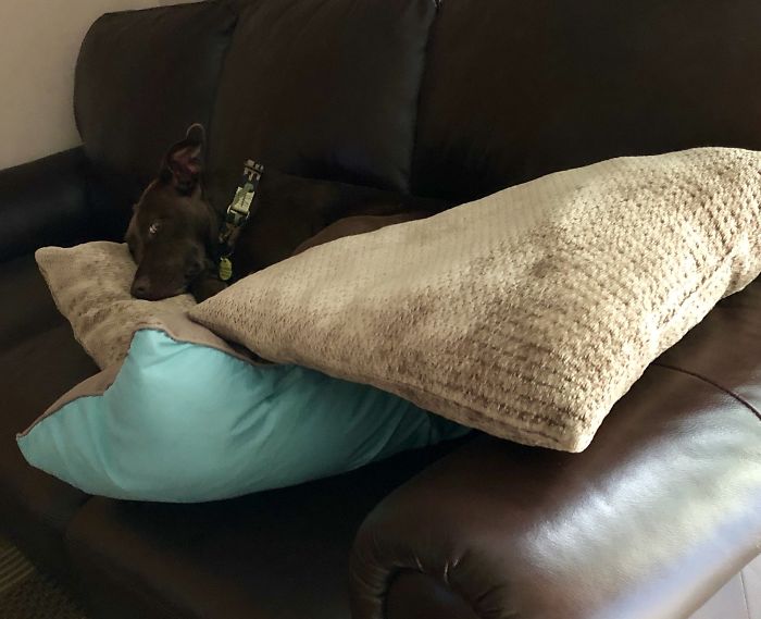 Share Photos Of Your Dogs Acting Like Humans Share Photos Of Your Dogs Acting Like Humans