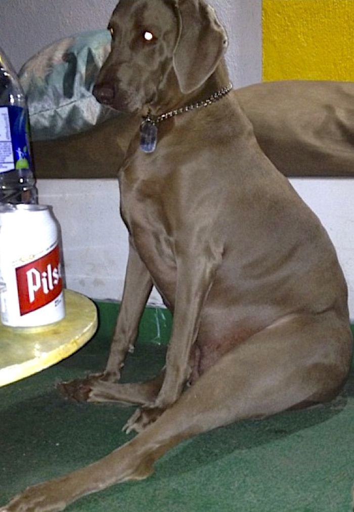 Share Photos Of Your Dogs Acting Like Humans Share Photos Of Your Dogs Acting Like Humans