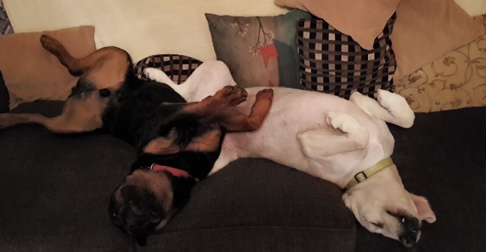 Share Photos Of Your Dogs Acting Like Humans Share Photos Of Your Dogs Acting Like Humans