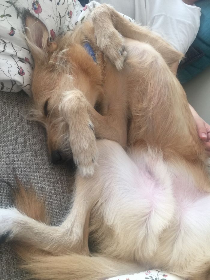 Share Photos Of Your Dogs Acting Like Humans Share Photos Of Your Dogs Acting Like Humans