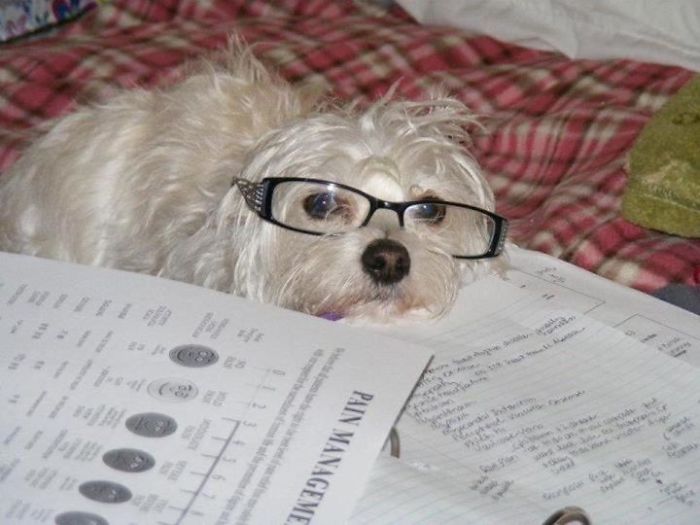 Share Photos Of Your Dogs Acting Like Humans Share Photos Of Your Dogs Acting Like Humans