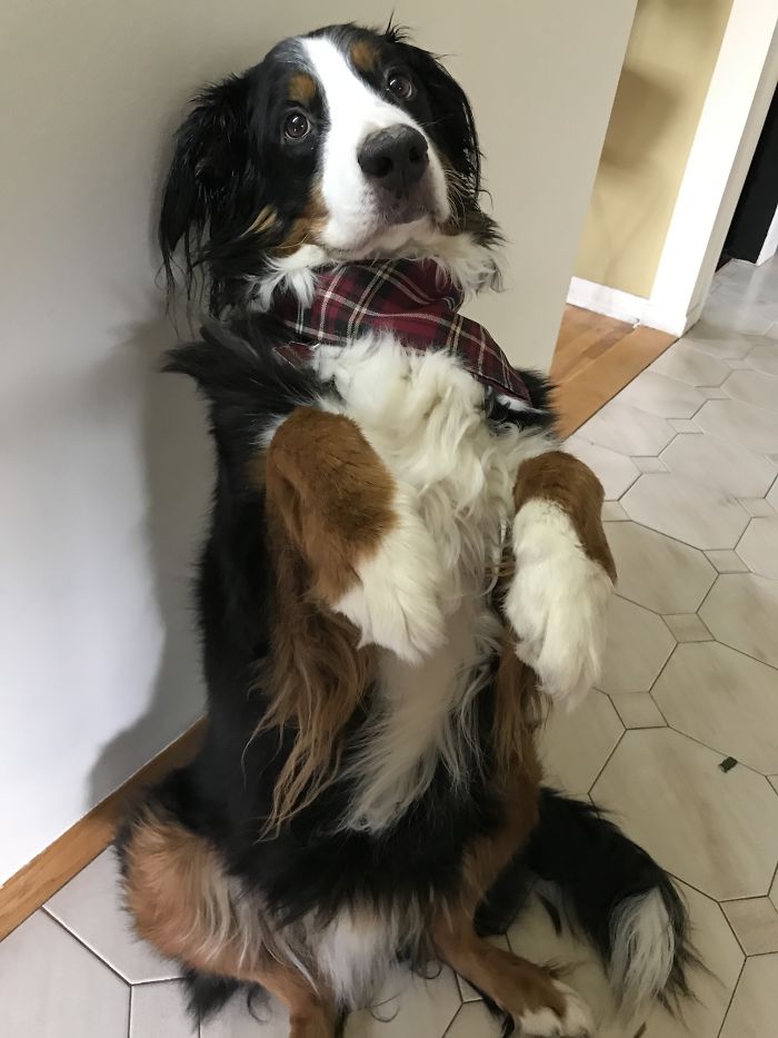 Share Photos Of Your Dogs Acting Like Humans Share Photos Of Your Dogs Acting Like Humans