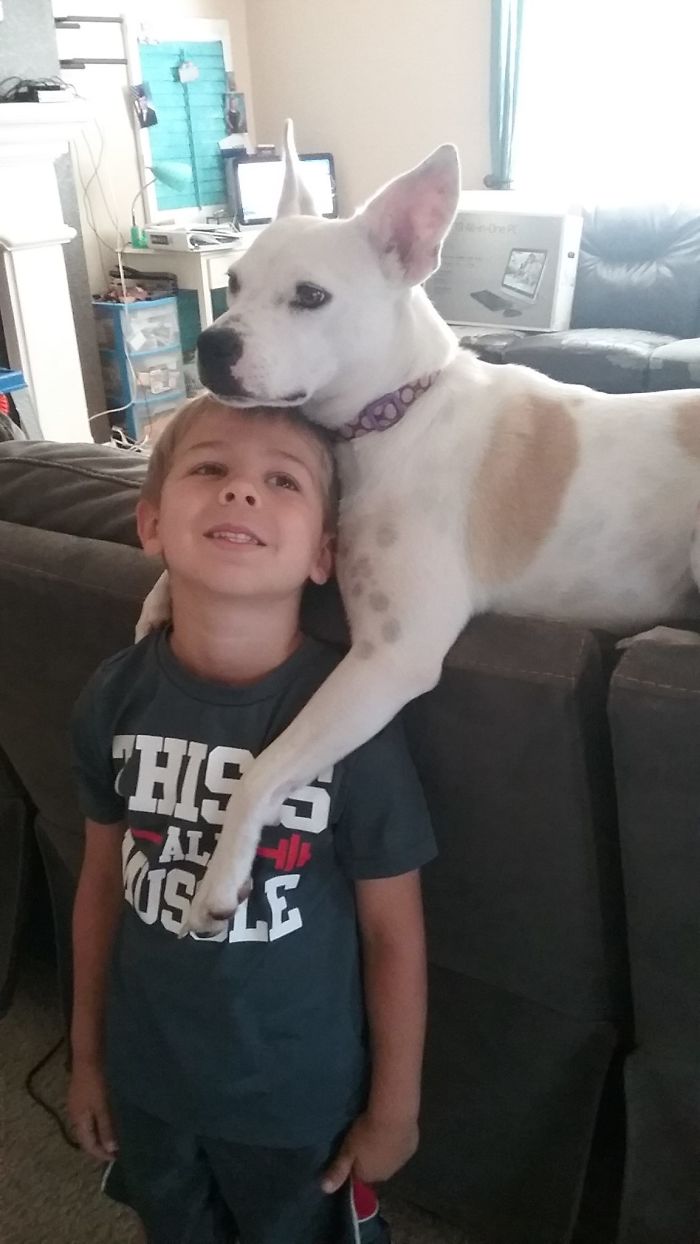 Share Photos Of Your Dogs Acting Like Humans Share Photos Of Your Dogs Acting Like Humans