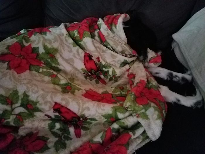 Share Photos Of Your Dogs Acting Like Humans Share Photos Of Your Dogs Acting Like Humans