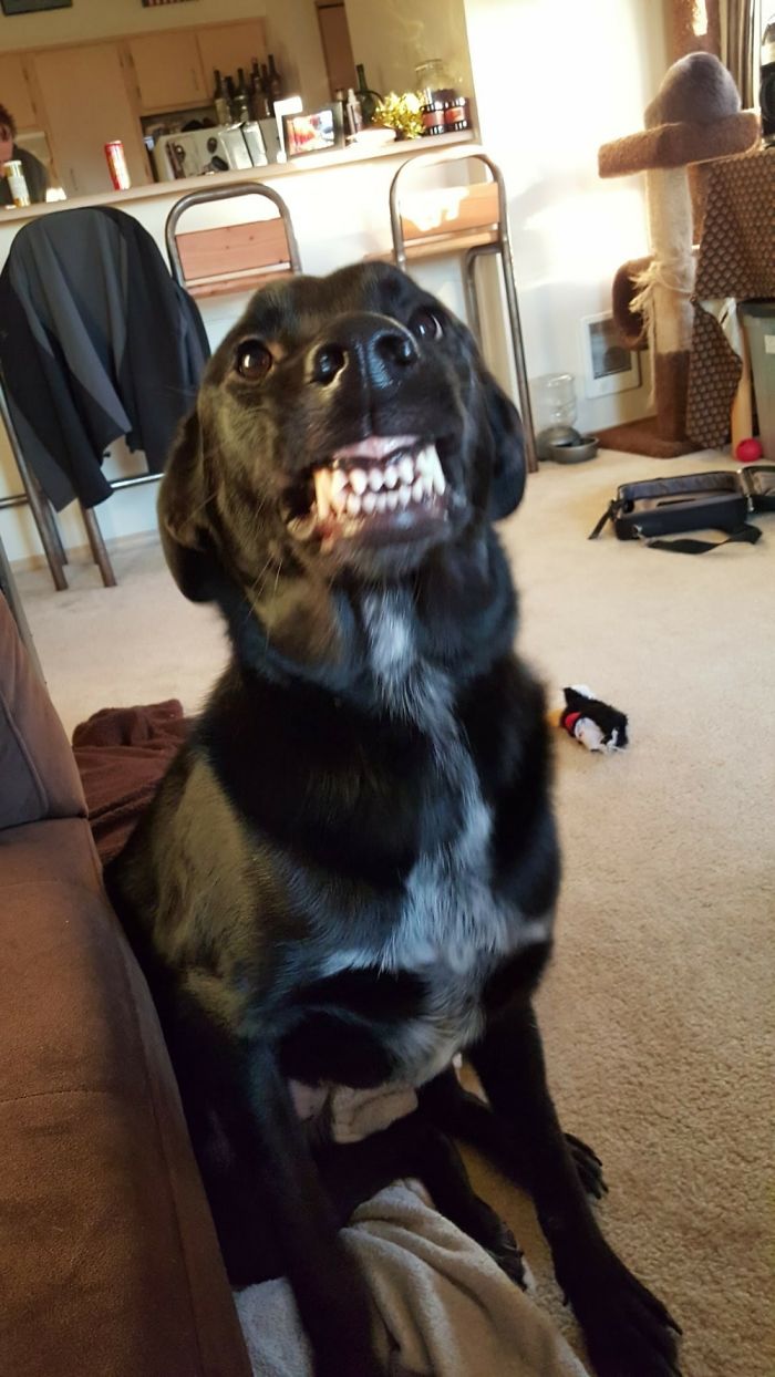 Share Photos Of Your Dogs Acting Like Humans Share Photos Of Your Dogs Acting Like Humans