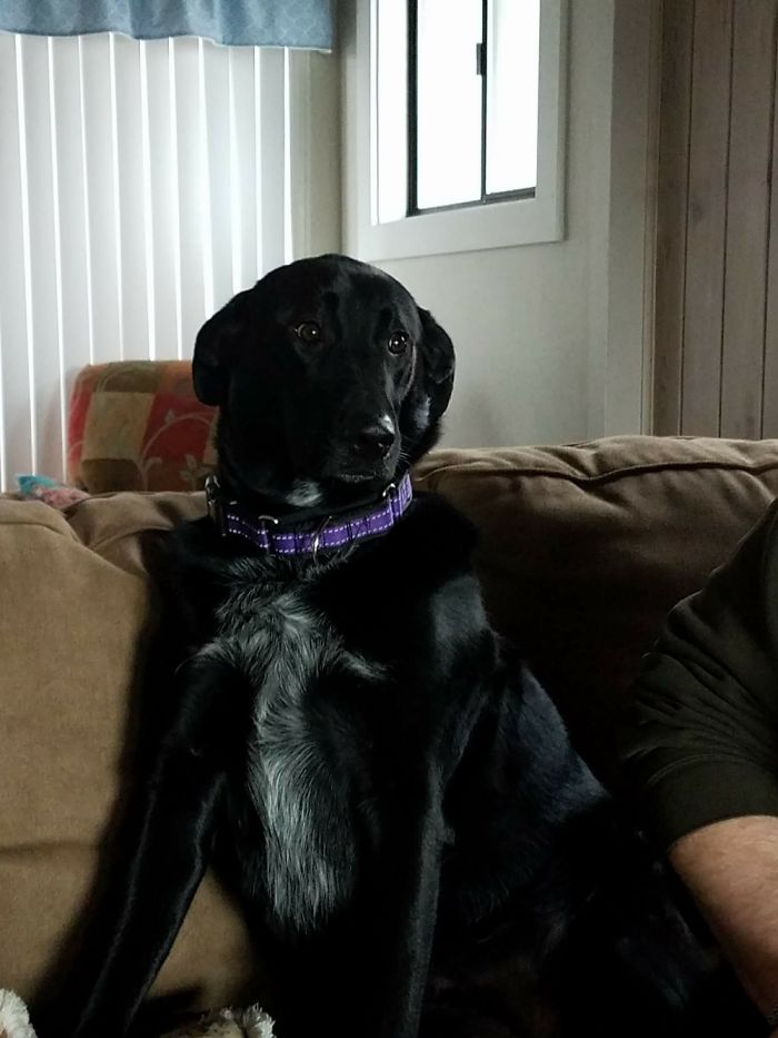 Share Photos Of Your Dogs Acting Like Humans Share Photos Of Your Dogs Acting Like Humans