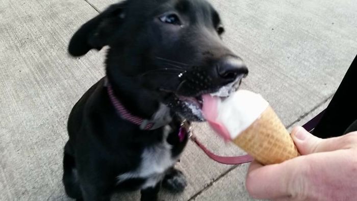 Share Photos Of Your Dogs Acting Like Humans Share Photos Of Your Dogs Acting Like Humans