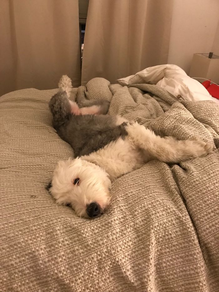 Share Photos Of Your Dogs Acting Like Humans Share Photos Of Your Dogs Acting Like Humans