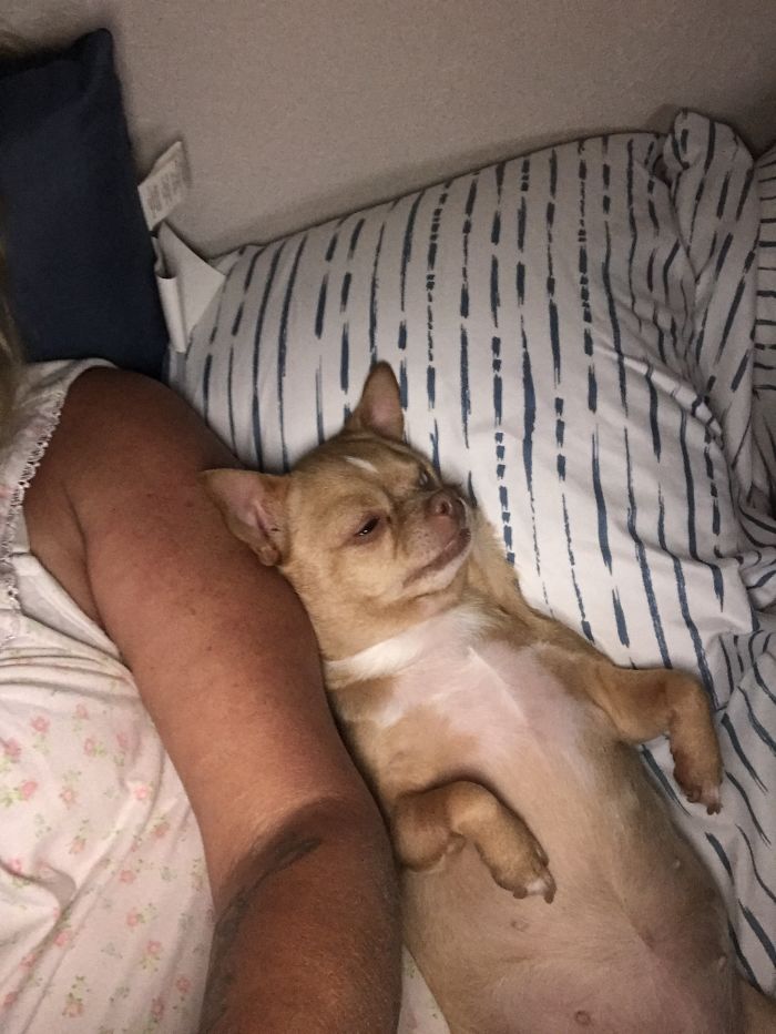 Share Photos Of Your Dogs Acting Like Humans Share Photos Of Your Dogs Acting Like Humans