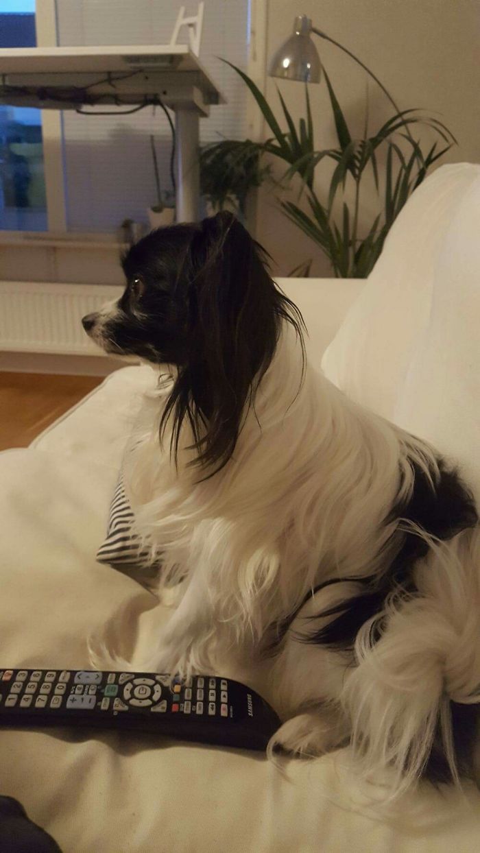 Share Photos Of Your Dogs Acting Like Humans Share Photos Of Your Dogs Acting Like Humans