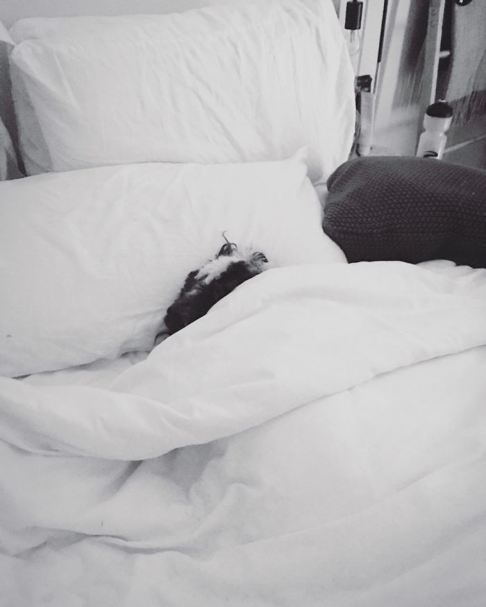 Share Photos Of Your Dogs Acting Like Humans Share Photos Of Your Dogs Acting Like Humans