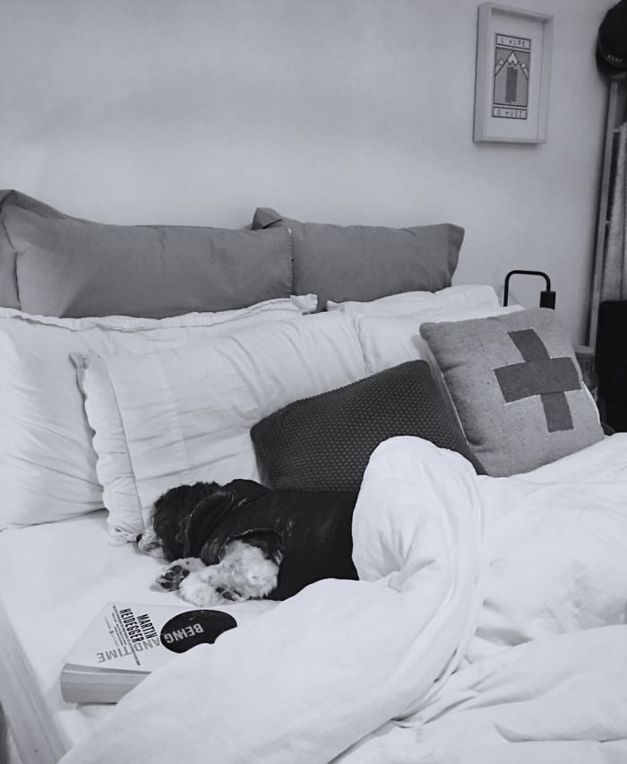 Share Photos Of Your Dogs Acting Like Humans Share Photos Of Your Dogs Acting Like Humans