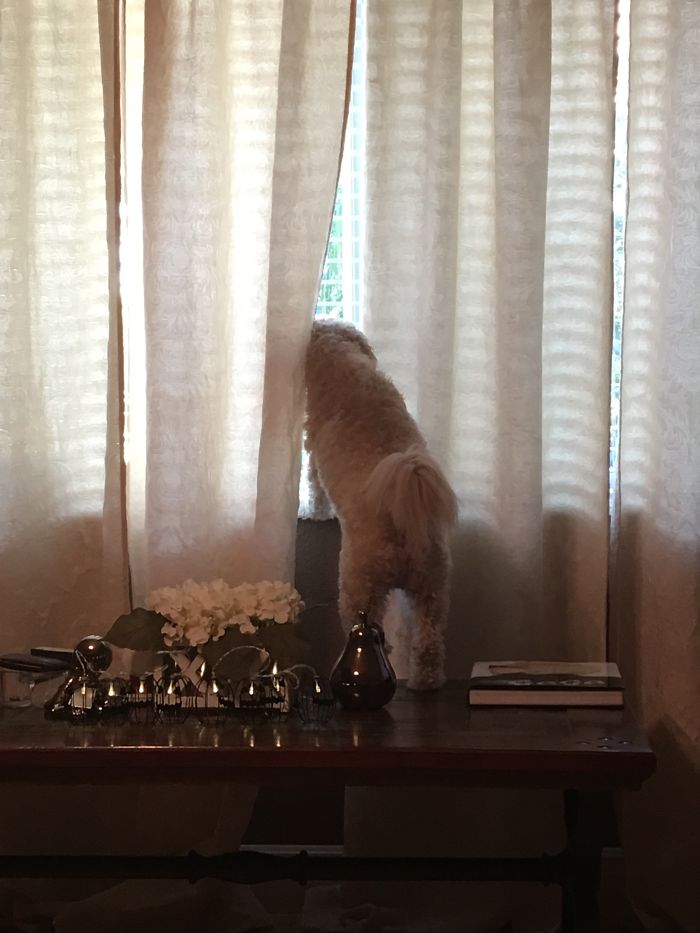 Share Photos Of Your Dogs Acting Like Humans Share Photos Of Your Dogs Acting Like Humans