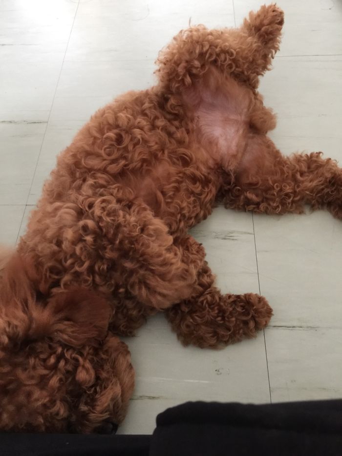 Share Photos Of Your Dogs Acting Like Humans Share Photos Of Your Dogs Acting Like Humans