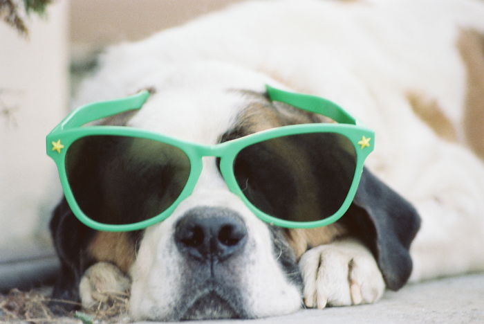 Share Photos Of Your Dogs Acting Like Humans Share Photos Of Your Dogs Acting Like Humans