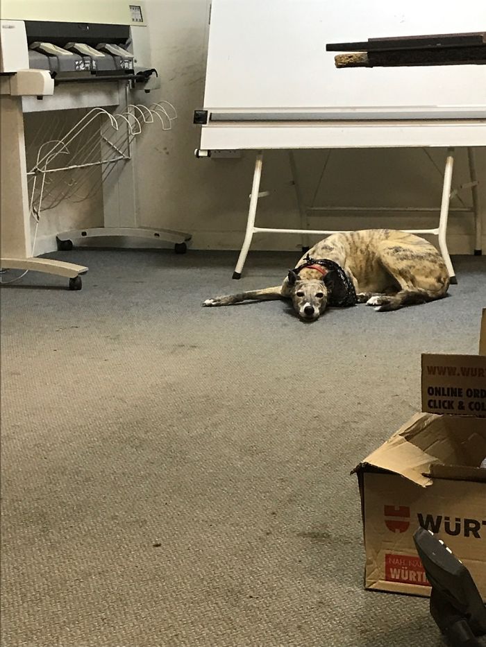 Share Photos Of Your Dogs Acting Like Humans Share Photos Of Your Dogs Acting Like Humans