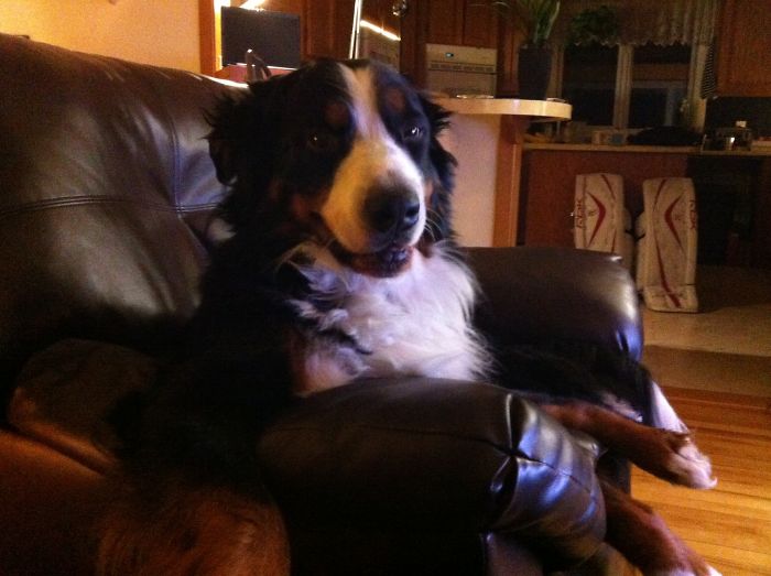 Share Photos Of Your Dogs Acting Like Humans Share Photos Of Your Dogs Acting Like Humans