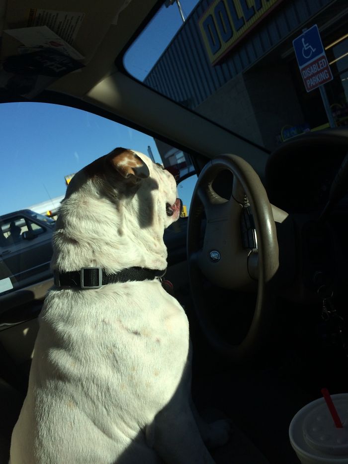 Share Photos Of Your Dogs Acting Like Humans Share Photos Of Your Dogs Acting Like Humans