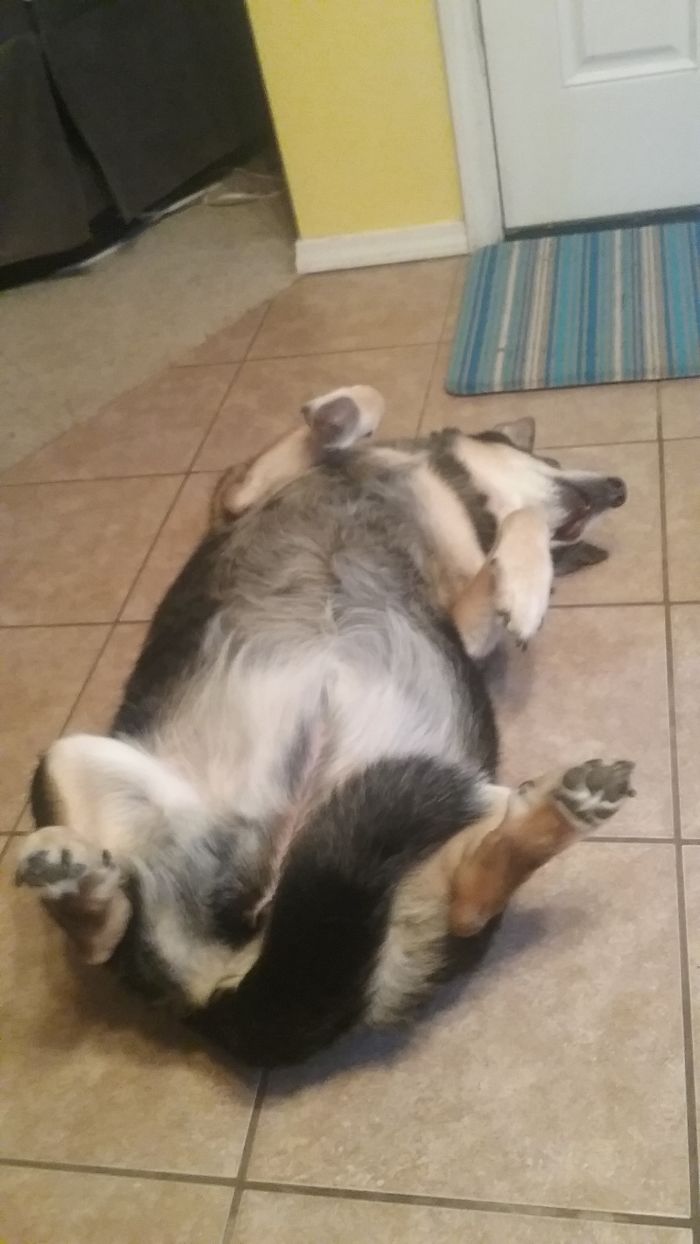 Share Photos Of Your Dogs Acting Like Humans Share Photos Of Your Dogs Acting Like Humans