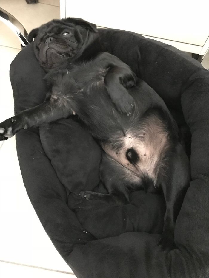 Share Photos Of Your Dogs Acting Like Humans Share Photos Of Your Dogs Acting Like Humans