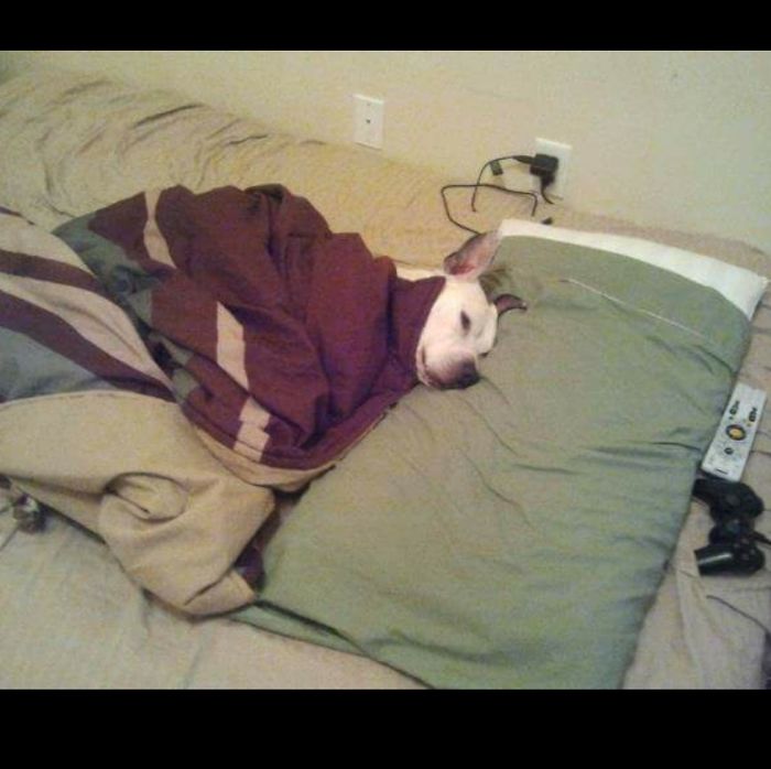 Share Photos Of Your Dogs Acting Like Humans Share Photos Of Your Dogs Acting Like Humans