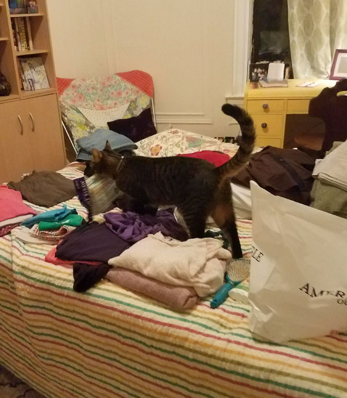 Boyfriend Doesn’t Believe His GF Who Blames Cat For Missing Kitchen Objects, So She Decided To Catch Everything On Cam Boyfriend Doesn’t Believe His GF Who Blames Cat For Missing Kitchen Objects, So She Decided To Catch Everything On Cam