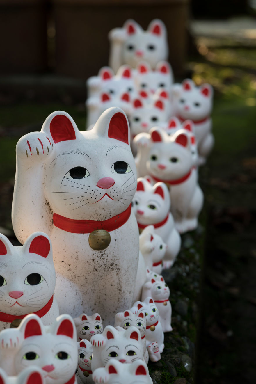 My Report From The Lucky Cats’ Homeland