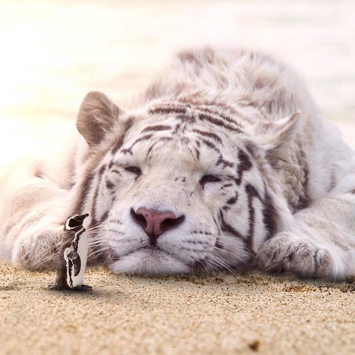 I Imagine A World With Giant Animals In My Digital Manipulations I Imagine A World With Giant Animals In My Digital Manipulations