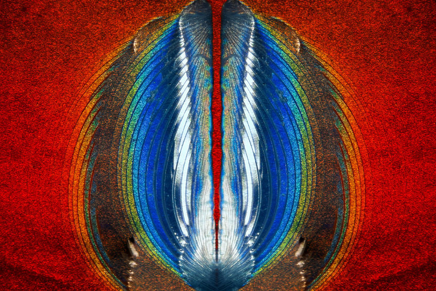 2017 Nikon Macro Photo Contest Winners Show The World Like You’ve Never Seen Before