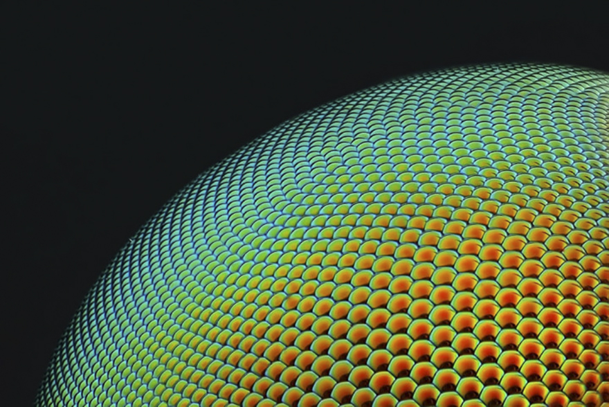 2017 Nikon Macro Photo Contest Winners Show The World Like You’ve Never Seen Before