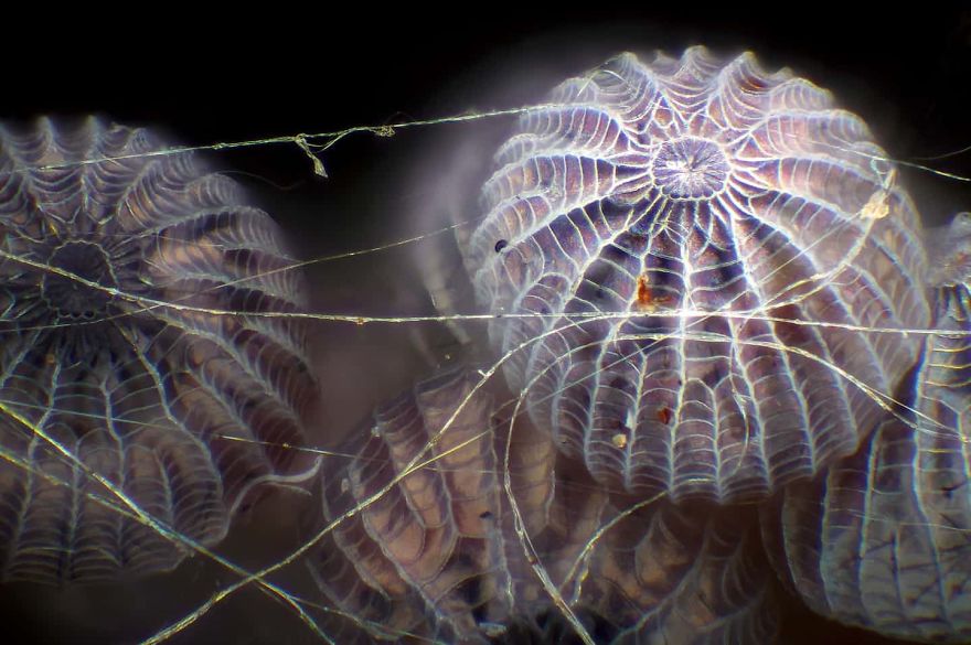 2017 Nikon Macro Photo Contest Winners Show The World Like You’ve Never Seen Before