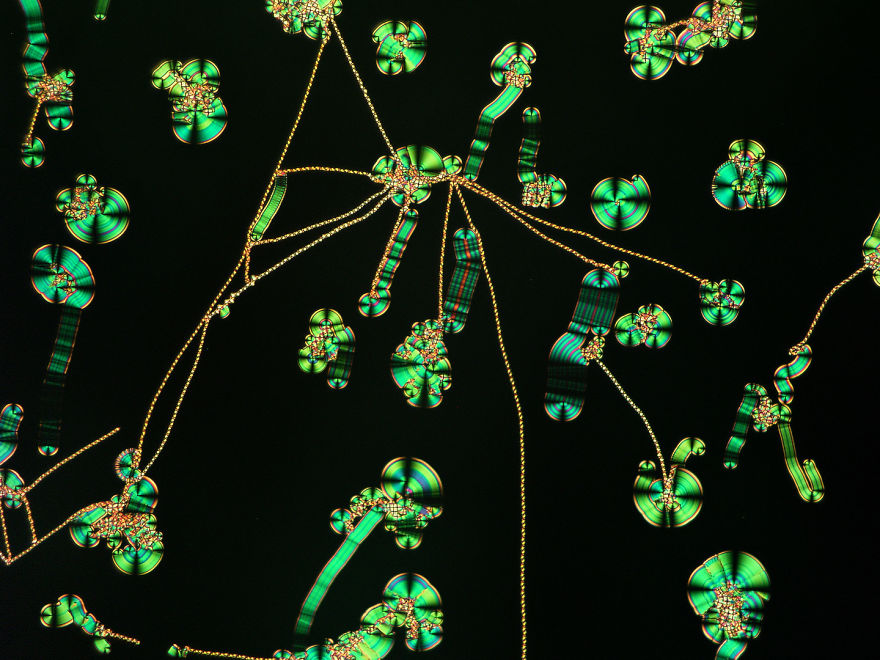 2017 Nikon Macro Photo Contest Winners Show The World Like You’ve Never Seen Before