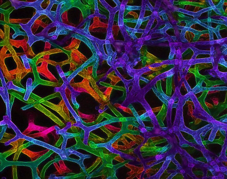 2017 Nikon Macro Photo Contest Winners Show The World Like You’ve Never Seen Before