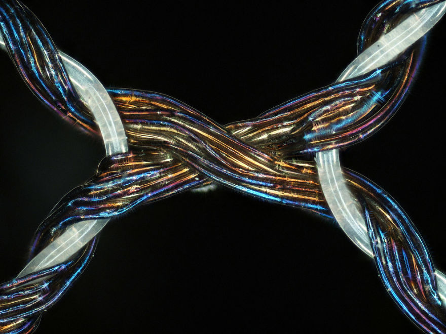 2017 Nikon Macro Photo Contest Winners Show The World Like You’ve Never Seen Before