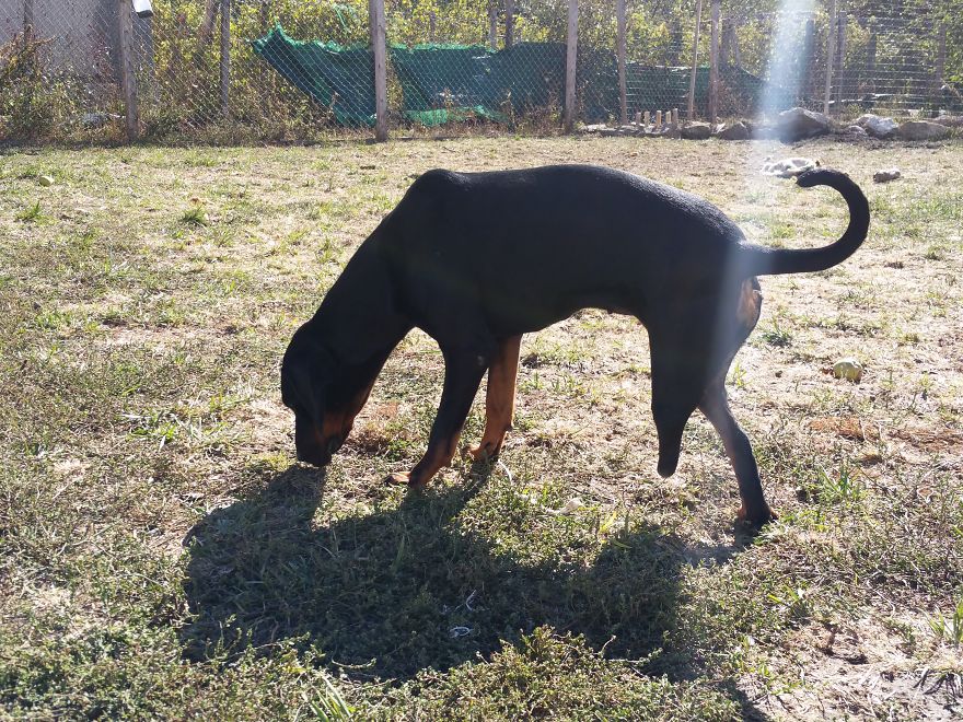 Helen’s House Of Hope: A New Life For The Abandoned And Mistreated Dogs Of Bulgaria Helen’s House Of Hope: A New Life For The Abandoned And Mistreated Dogs Of Bulgaria