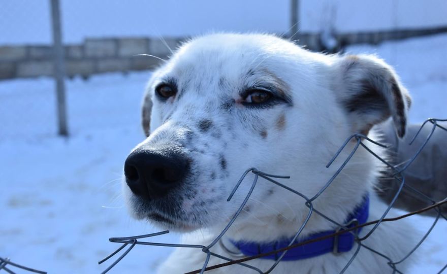Helen’s House Of Hope: A New Life For The Abandoned And Mistreated Dogs Of Bulgaria Helen’s House Of Hope: A New Life For The Abandoned And Mistreated Dogs Of Bulgaria